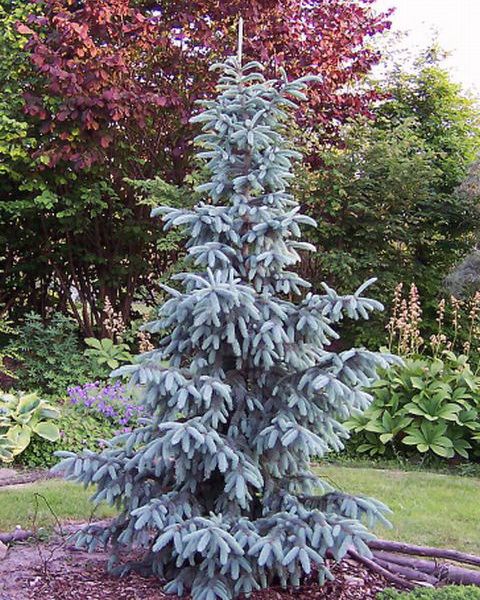 Ель Энгельмана `Глаука`, Picea engelmannii `Glauca` | СадПарад